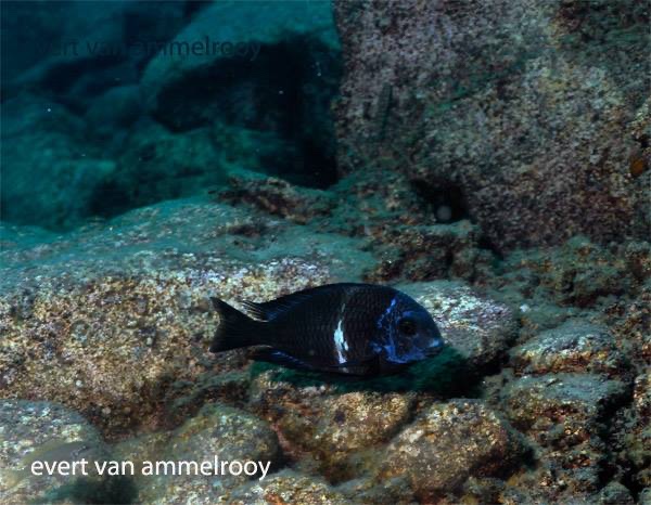 Tropheus duboisi 'Mahale Mountains NP'